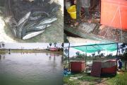 រូបកូនត្រីឆ្តោរ ទូករកត្រីនៅ​កំពុងឃ្លាំង ស្រះចិញ្ចឹមត្រីឆ្តោរ និង​ធុងខ្លាសេកូនត្រីទុកអោយត្រីស៊ី